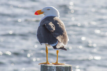 Pacific Gull © Joshua