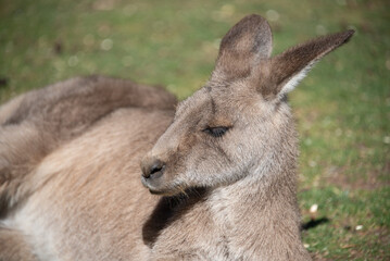 Kangaroo Relaxing