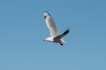 Seagull in Flight