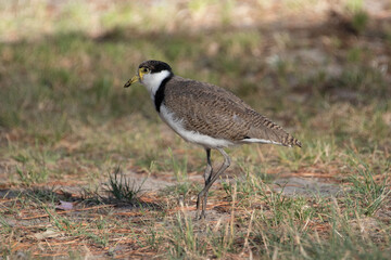 Juvenile Masked Lapwing