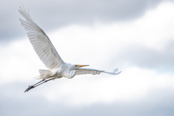 Great Egret in Flight