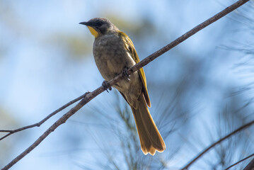 Yellow Throated Honeyeater
