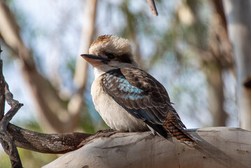 Laughing Kookaburra