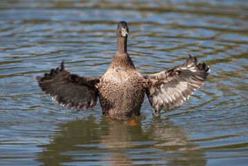 Duck Flapping Wings in Water