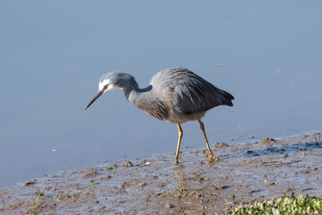 White Faced Heron