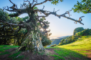 Centuries-old til trees in fantastic magical idyllic Fanal Laurisilva forest on sunrise. Madeira island, Portugal