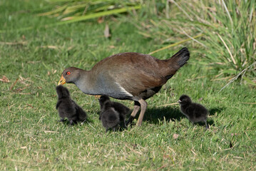 Tasmanian Native Hen