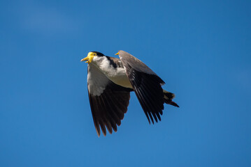 Masked Lapwing