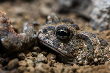ナンブヒキガエルのアップ