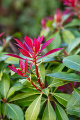 red and yellow flowers