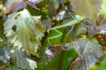 紫蘇の葉に止まる大きなカマキリ