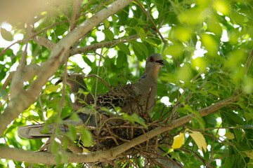 庭の木で鳩の巣作り