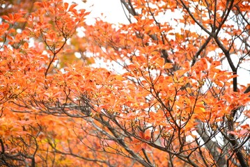 オレンジに染まる紅葉
