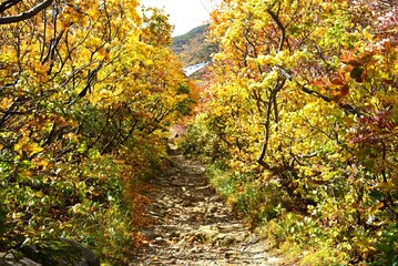 安達太良山の紅葉のトンネル