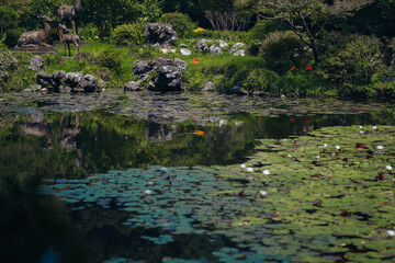 Water lily pond and koi fish in summer.