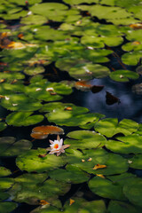 Water lily pond and koi fish in summer.