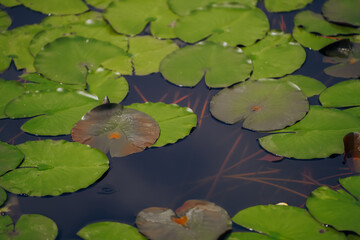 Water lily pond and koi fish in summer.