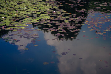 Water lily pond and koi fish in summer.