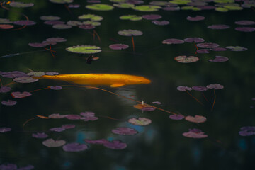 Water lily pond and koi fish in summer.