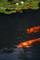 Water lily pond and koi fish in summer.