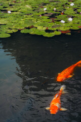 Water lily pond and koi fish in summer.