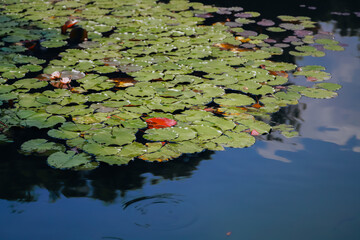 Water lily pond and koi fish in summer.