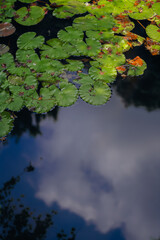 Water lily pond and koi fish in summer.