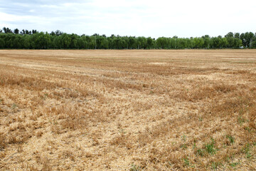 Flat farmland after wheat harvest