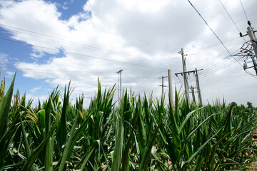 Fototapeta premium Cornfield under the blue sky and white clouds