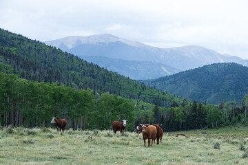 Cows in the mountains