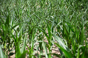 Corn seedlings with curled leaves due to drought