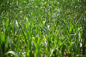 Corn seedlings with curled leaves due to drought