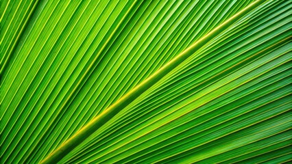 Closeup of vibrant green coconut leaf texture , tropical, nature, background, palm, lush, closeup, detail, foliage, exotic