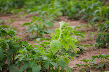 Traditional crop sesame is growing