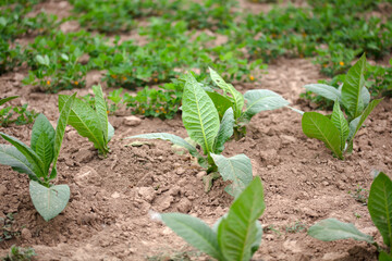 Tobacco grown in farmland