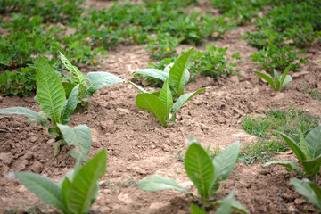 Tobacco grown in farmland
