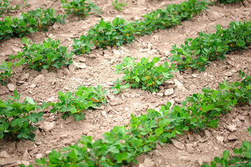 Peanuts planted in the farmland