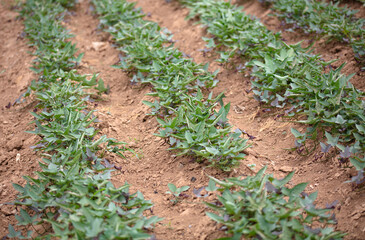 Sweet potatoes planted in the farmland