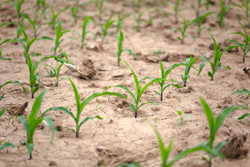 Corn seedlings growing in the farmland