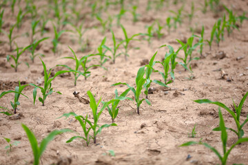 Corn seedlings growing in the farmland