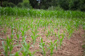 Corn seedlings growing in the farmland