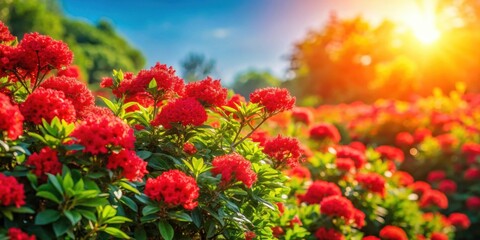 Vibrant red flowers bush under the sun in a summer day, red, flowers, bush, sunny, day, summer, vibrant, color, nature, outdoor