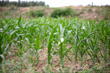 Corn seedlings growing in the farmland