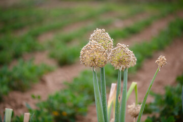Cultivating mature green onion seeds
