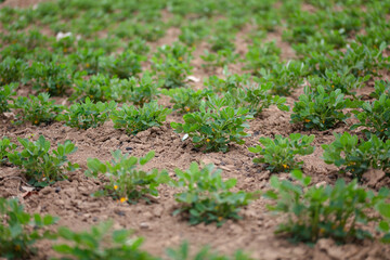 Growing peanut field
