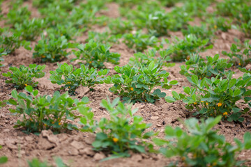 Growing peanut field
