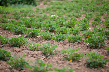 Growing peanut field