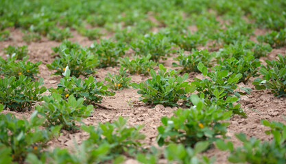 Growing peanut field