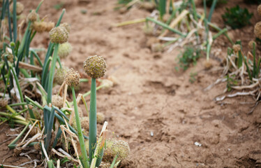 Cultivated green onion seeds growing