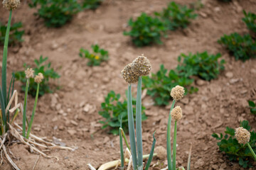 Cultivated green onion seeds growing